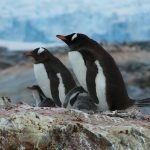Antarctica