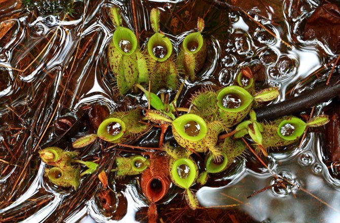 27.The flask‐shaped pitcher‐plant (Nepenthes ampullaria) has pitchers which are not covered by a lid, like most others. The enzymatic setup of its digestive fluid shows that it digests plant matter best, mostly fallen leaf litter, so that one could call this pitcher plant a vegetarian. (Christian Ziegler)