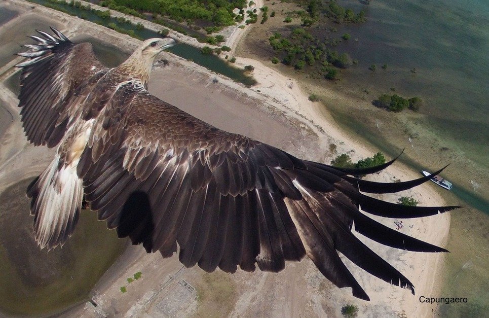 5. A drone catches a soaring eagle in mid-are in the Bali Barat National Park, Indonesia.