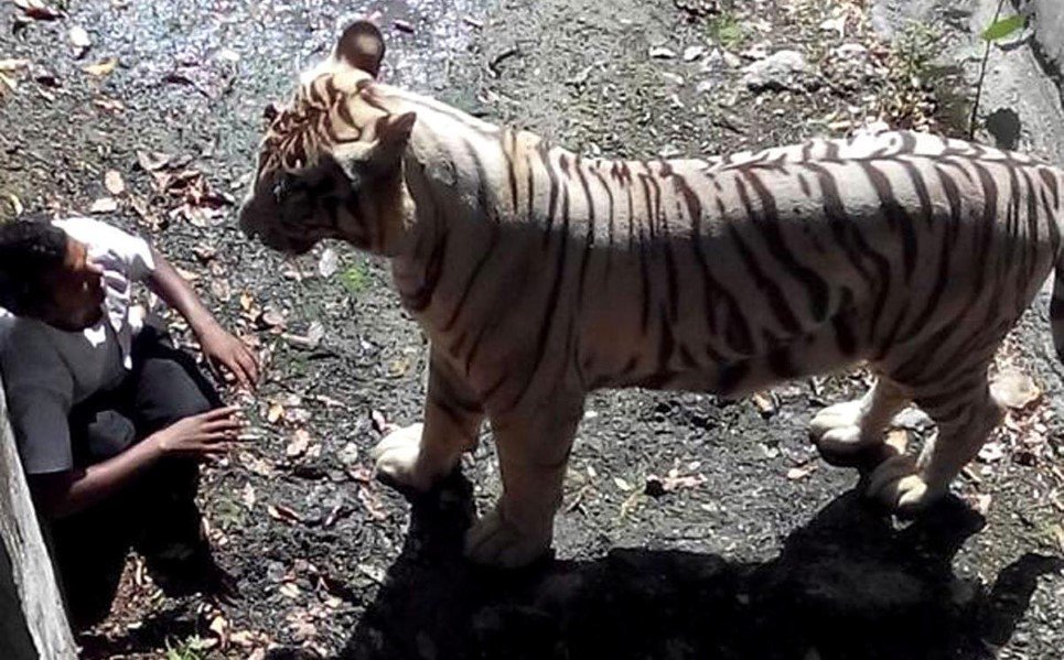24. A white tiger attacked and killed a schoolboy who accidently fell into its enclosure at a zoo in Delhi - September 23, 2014.