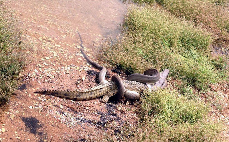 26. An anaconda clutching a crocodile at Queensland's Lake Moondarra, Australia - March 3, 2014.
