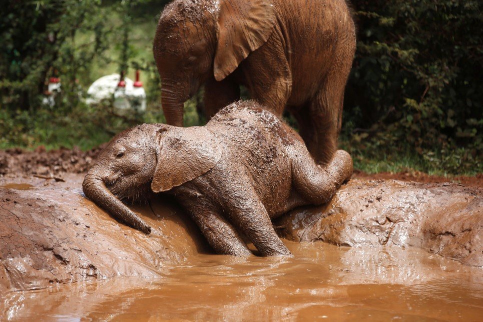 94. An orphaned baby elephant relaxes in a mud pool at the David Sheldrick Elephant Orphanage in Nairobi National Park - October 15, 2014.