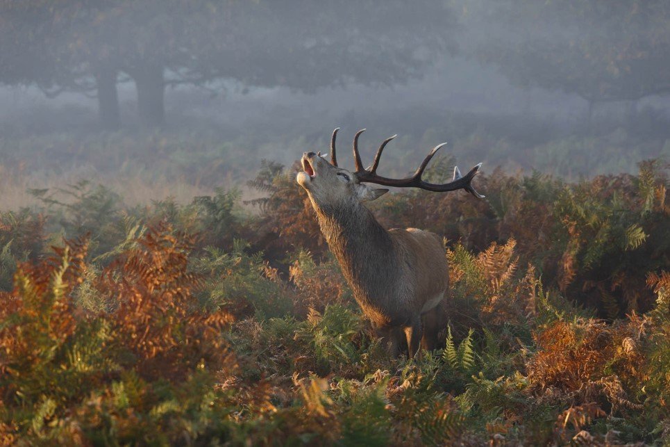 Stag Deer Bellowing in Richmond Park.