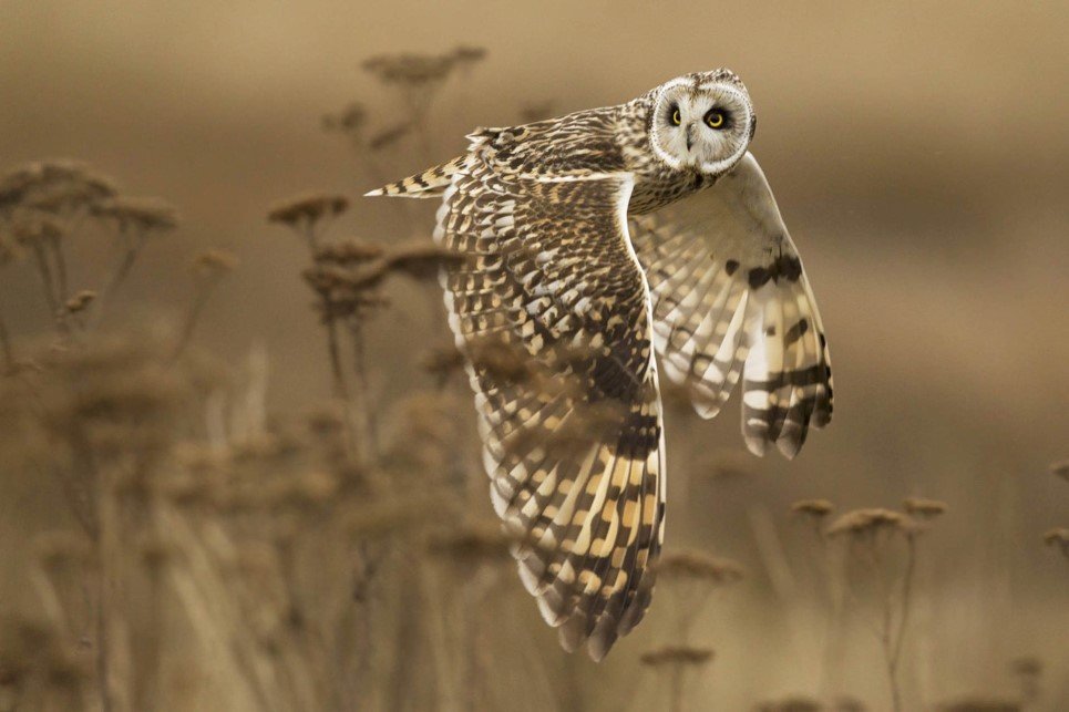 A wild short-eared owl completes a shoulder check in case something was missed. Northern harriers were also hunting in the field and these raptors will often steal a kill from the owls.