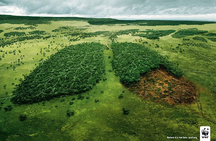 Deforestation and The Air We Breathe: Before it’s Too Late