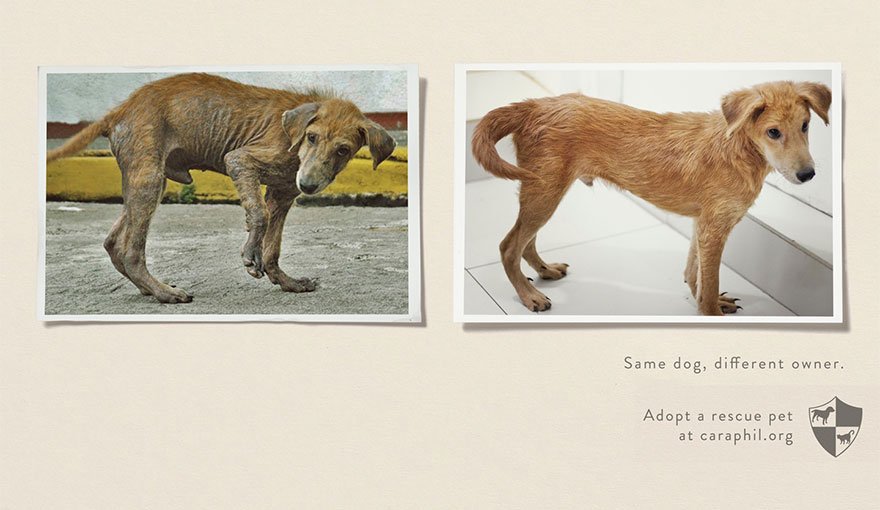 Animal Abuse and Shelters: Same Pet, Different Owner - Powerful Ads
