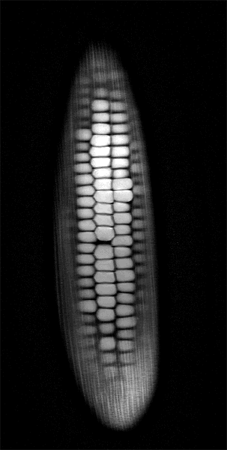 Corn