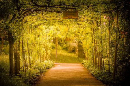9 Magical Tree Tunnels You Would Surely Want to Walk Through