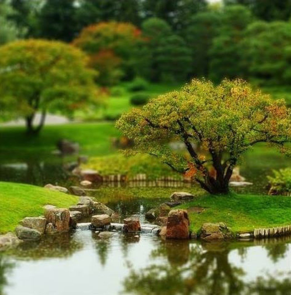 Tilt-Shift Tree at Nikka Yuko Japanese Garden by Stroke and Distance