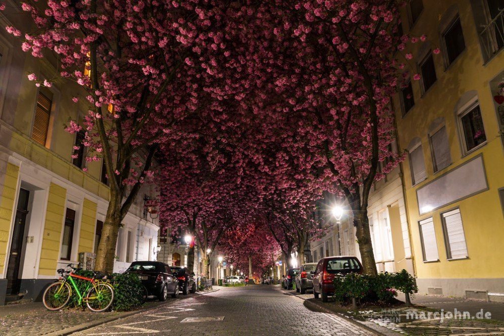 Cherry Blossom Avenue