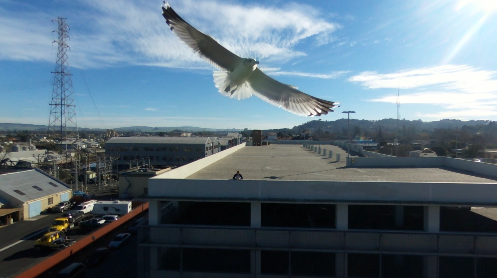 seagull that tried to kill my drone.