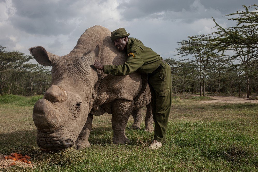 Mohammed Doyo, head caretaker, caresses Sudan, the last male northern white rhino left on the planet. Sudan lives alone in a 10-acre enclosure with 24-hour guards.