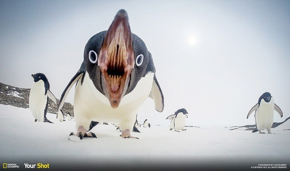 When Penguin Attacks