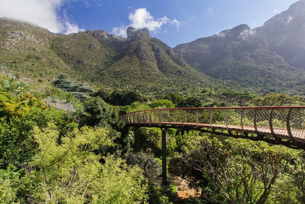 Boomslang Tree Canop Walkway 2