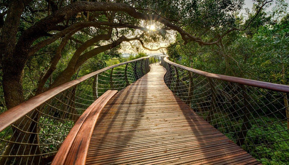 Boomslang Tree Canop Walkway 4