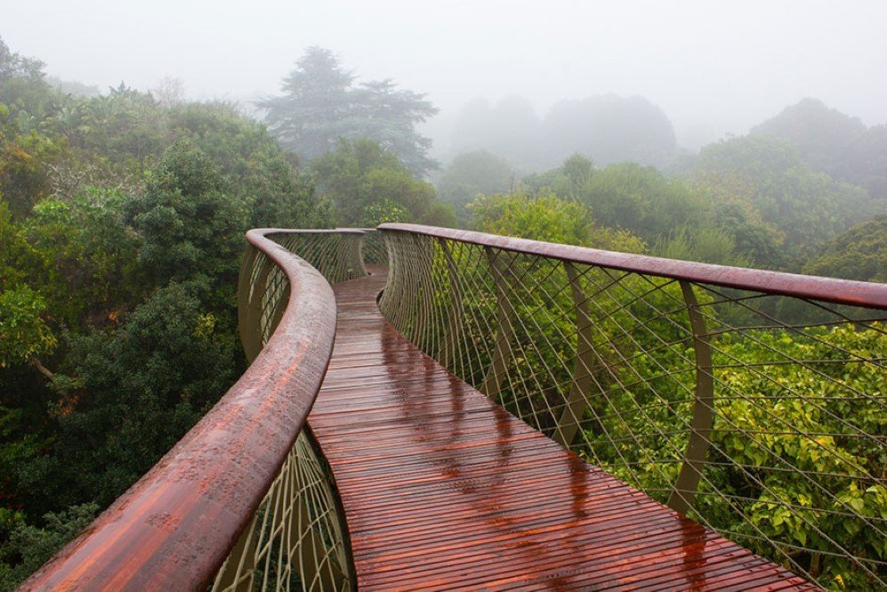 Boomslang Tree Canop Walkway 5