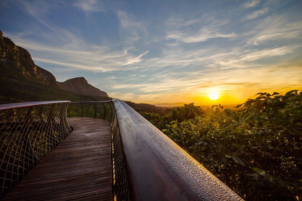 Boomslang Tree Canop Walkway 7