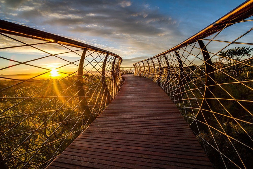 Boomslang Tree Canop Walkway 8