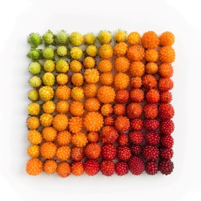 Emily Blincoe Arrangements 10