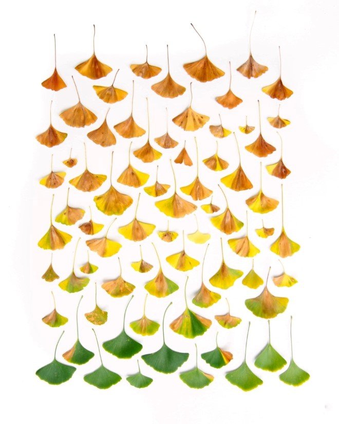 Emily Blincoe Arrangements 2