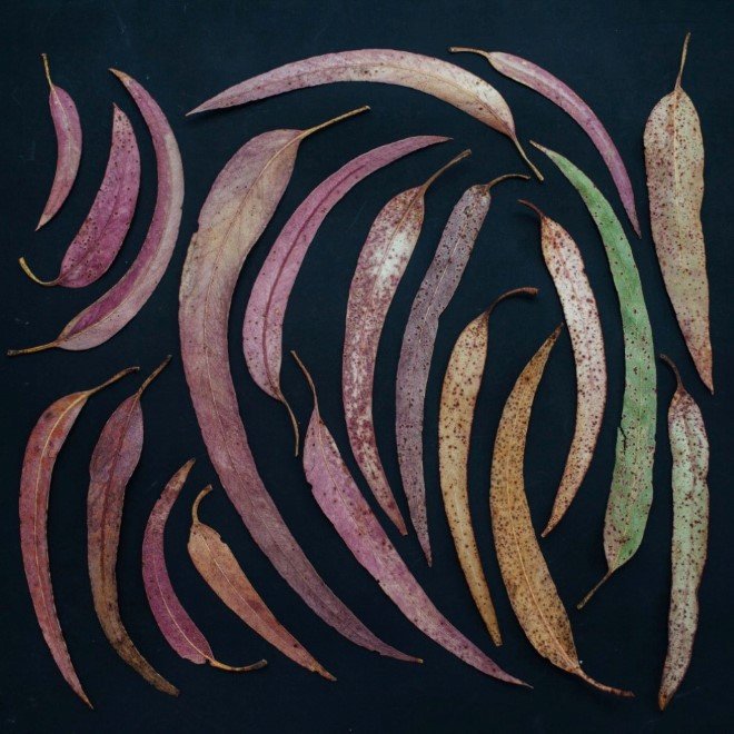 Emily Blincoe Arrangements 33 1