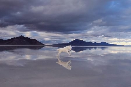 John Stortz Wanders Around Beautiful Places with His Canine Best Friend