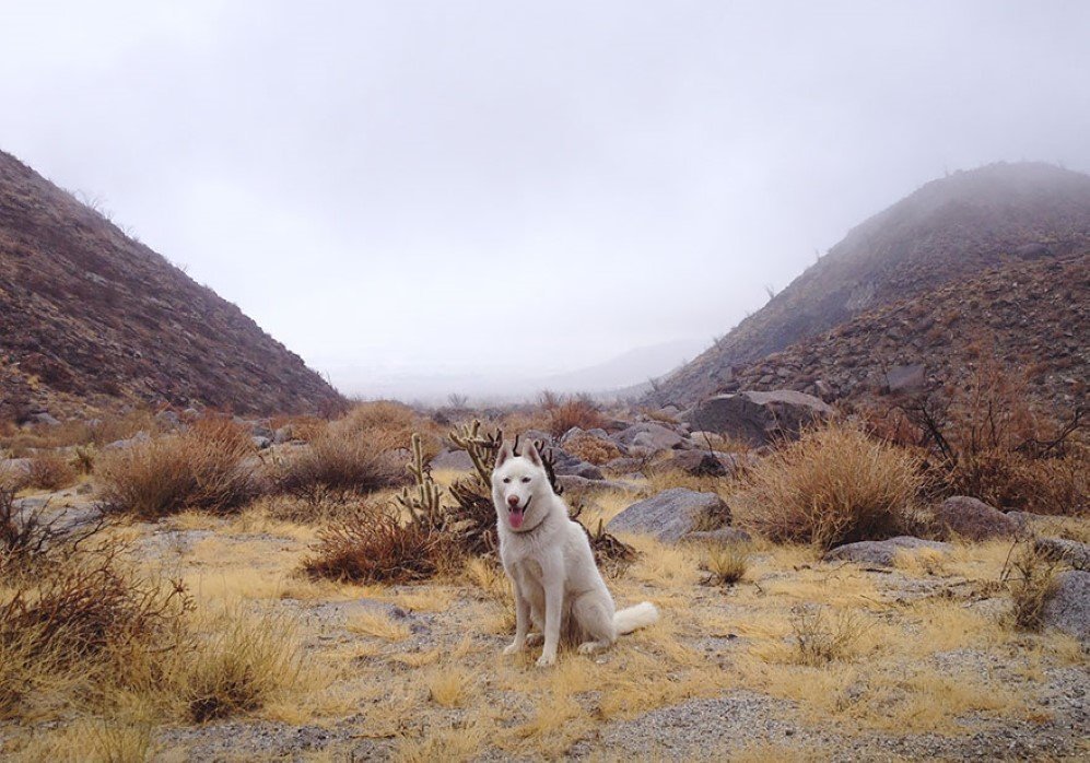 Foggy Morning in the Anza Borrego Desert CA