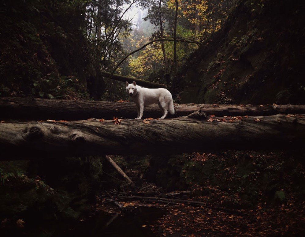 Forest of Nisene Marks State Park CA