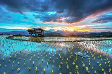 Enchanting Rice Fields Glimmer Like A Broken Glass