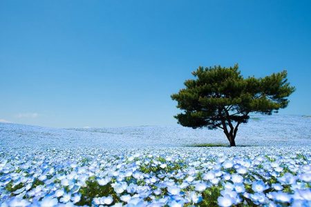 4.5 Million Baby-Blue Eyes At Hitachi Seaside Park In Japan Will Leave You Mesmerized!