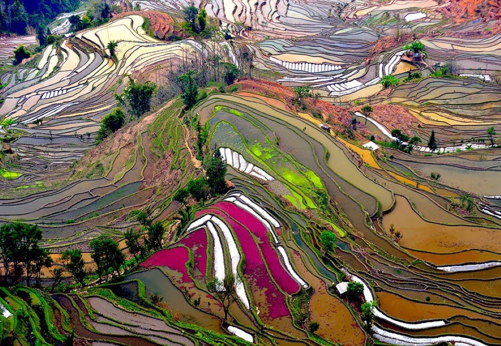 Terraced Rice Fields China