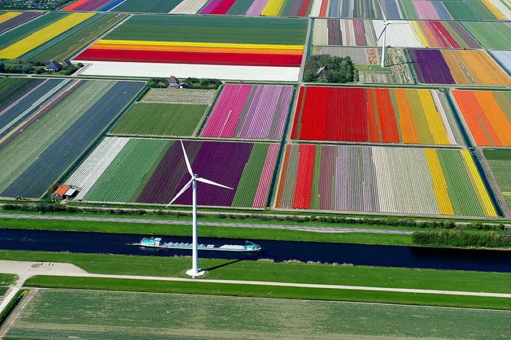 Tulip Fields The Netherlands