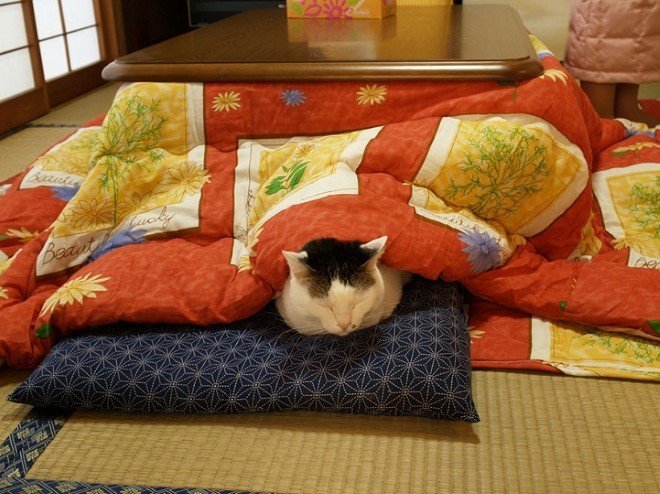 kotatsu 6