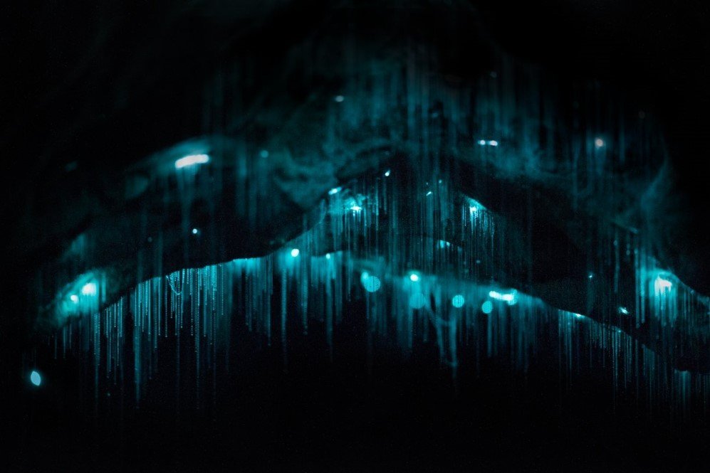 Glowworm Cave New Zealand 11