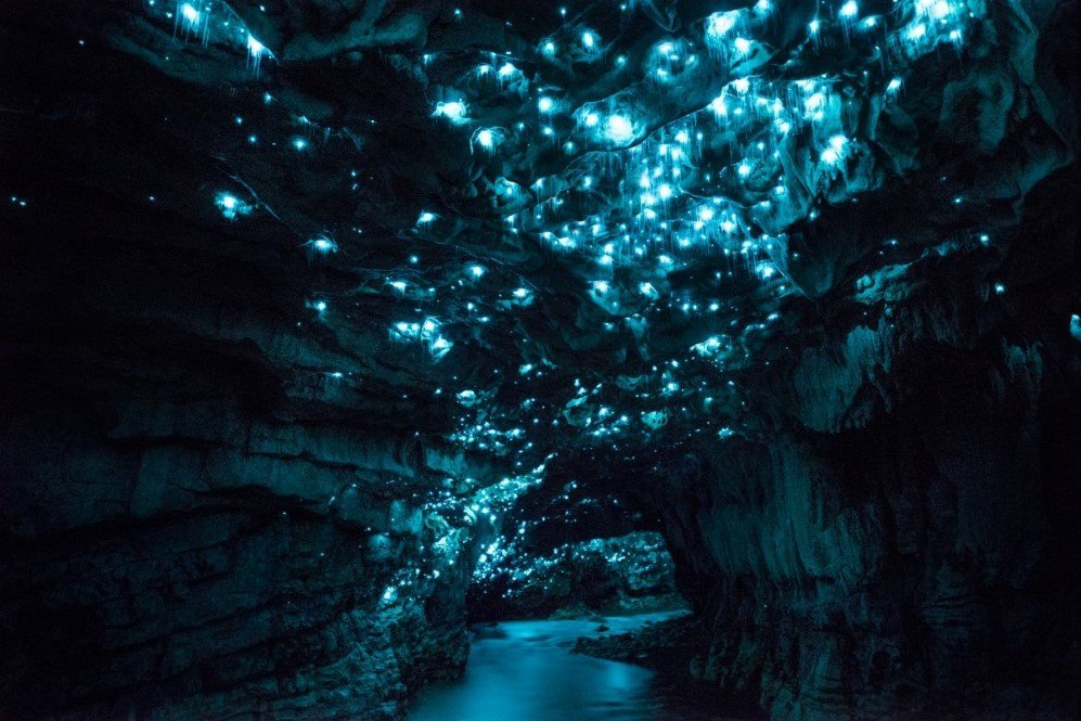 Glowworm Cave New Zealand 14