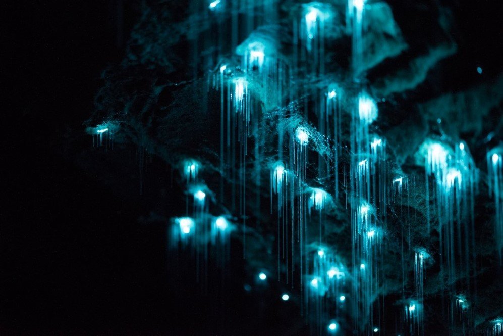 Glowworm Cave New Zealand 15