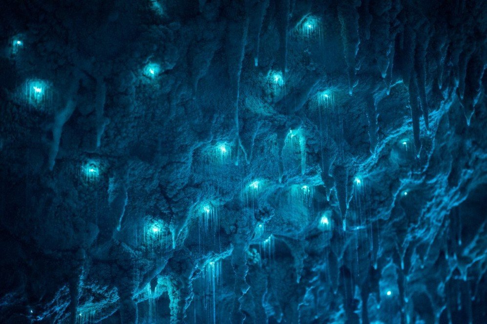 Glowworm Cave New Zealand 4