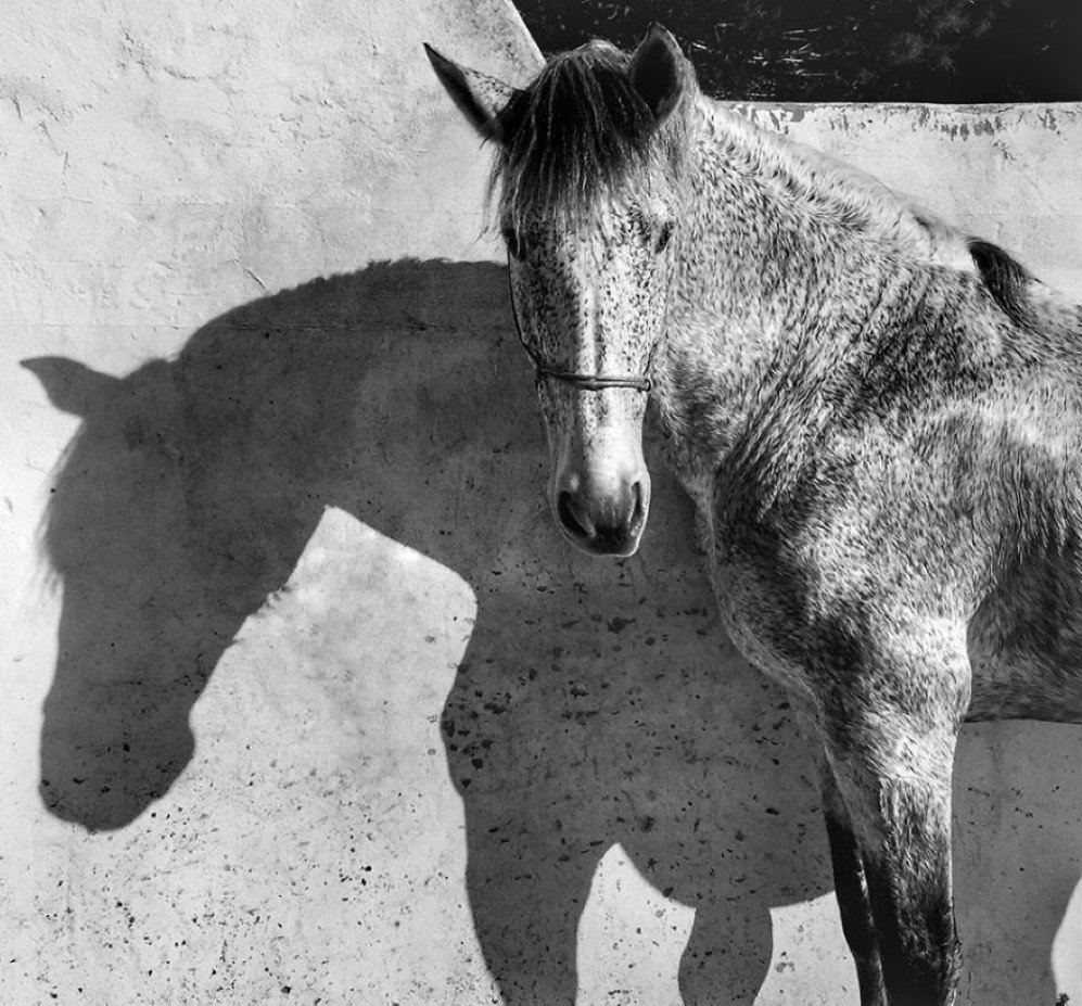 The photo is shot after a dressage-clinique at the stable “Cuadra de la luz” in Chiclana de la Frontera , Andalucia,  Spain. The horse in the photo is my horse, Yeguizo. He was resting and drying on the sun, looking at me.