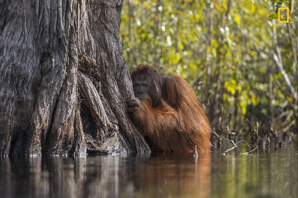 NGNP GRANDPRIZE 1stPlace Wildlife