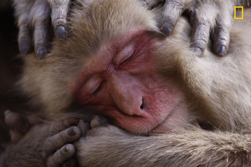 NGNP HonMen Wildlife