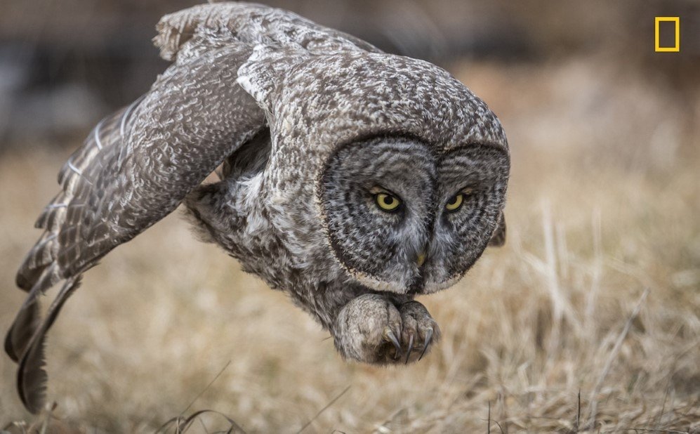 NGNP Wildlife PeoplesChoice