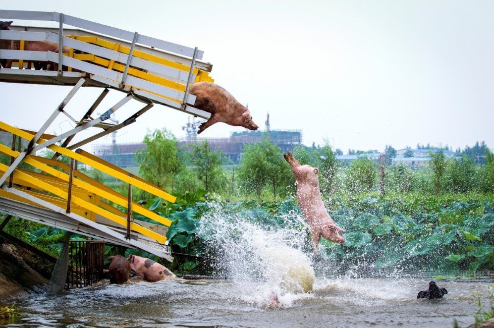 pigs are herded off a platform into water by breeders during a daily exercise at a pig farm in shenyang liaoning province china on august 14 2017