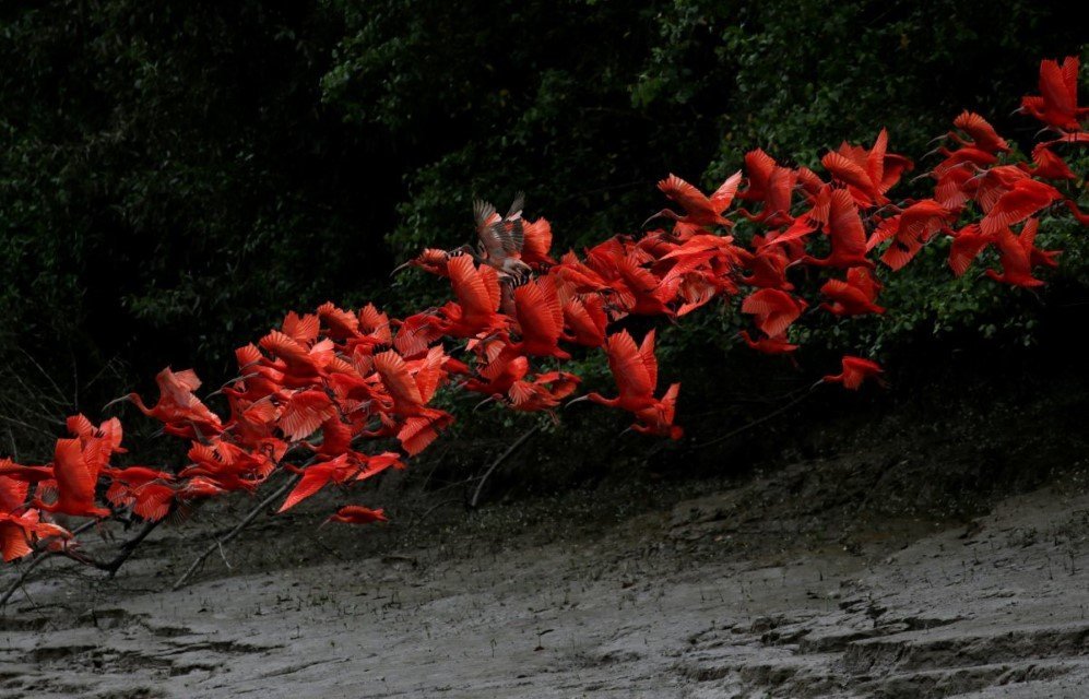 scarlet ibis fly near the banks of a mangrove swamp located at the mouth of the calcoene river on the coast of amapa state northern brazil on april 6 2017