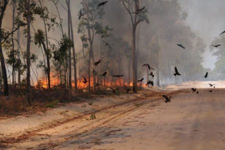 Did you know these birds are deliberately setting forests ablaze in Australia?