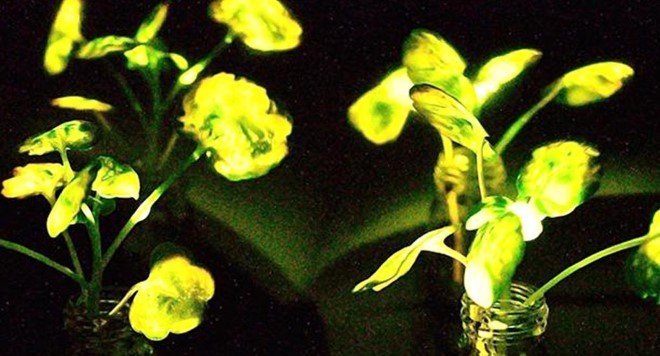 MIT Glowing Plants 3