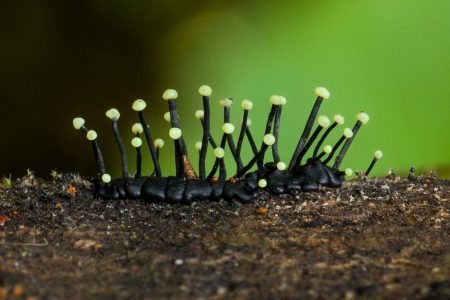 Biologists capture some exceptionally unique fungi on their trip to Reserva Los Cedros