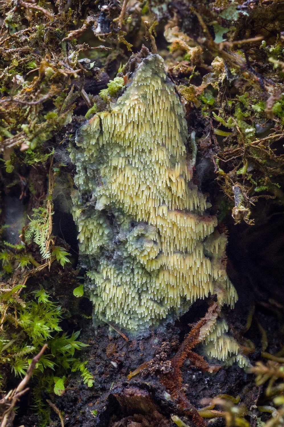 fungi 6