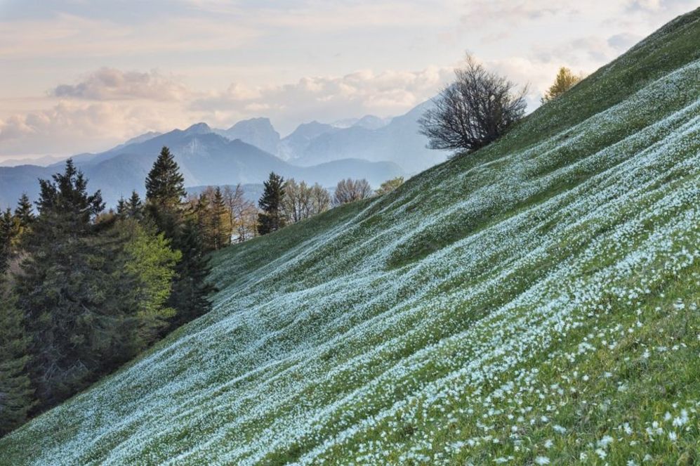 Garden Photographer Competition 5