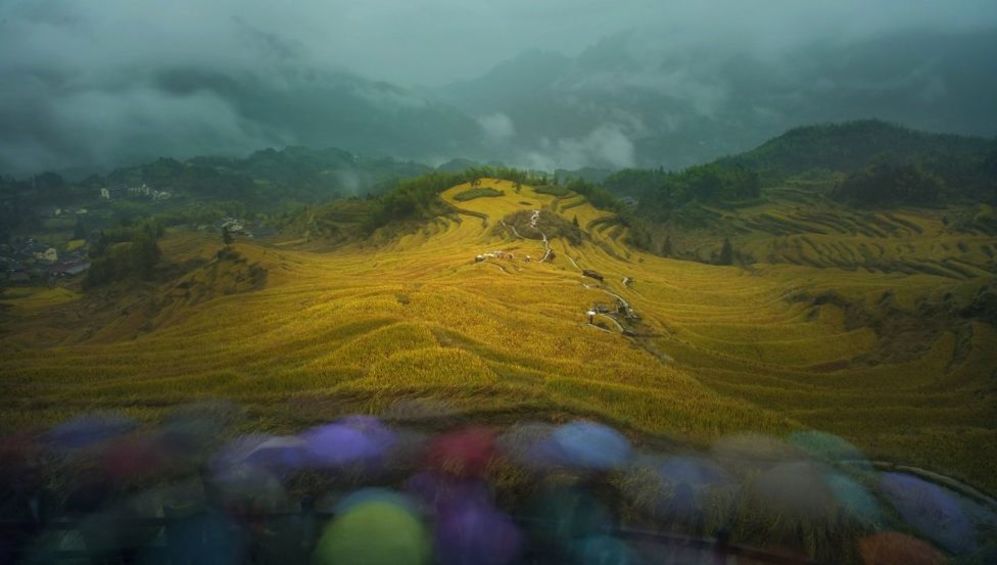 Garden Photographer Competition 7