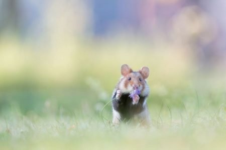These entries from the International Garden Photographer of the Year will leave you mesmerized
